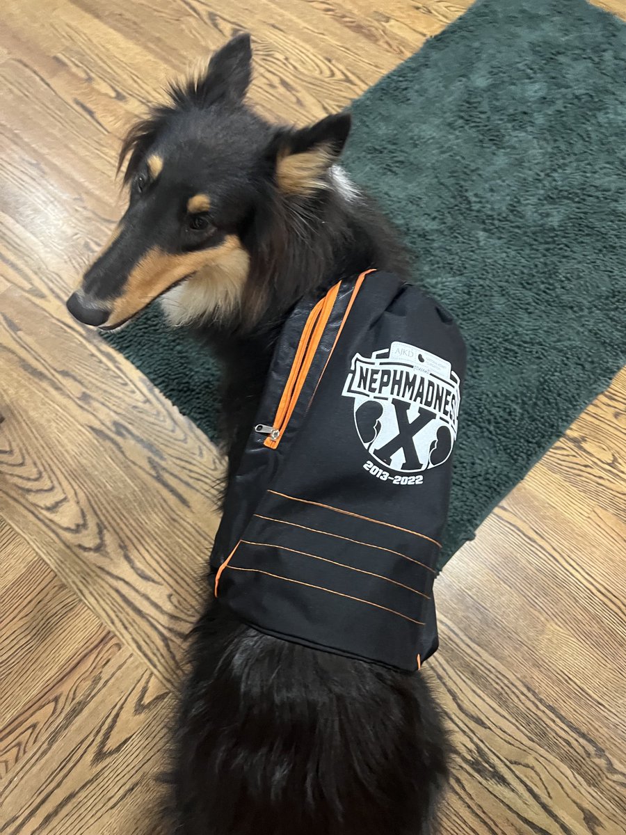 Dogs for NephMadness tweet media