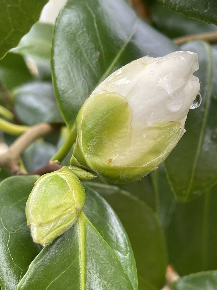 White camelia ❤️
#camelia #burwashgarden