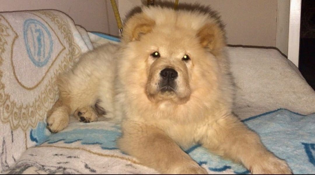 Hayvan haklarının Anayasal güvence altına alınmasını istiyoruz ! 
Yatarı olan hapis cezaları istiyoruz ! 
Cezasızlık suça teşviği artırıyor görmüyor musunuz ? 
#ibrahimkeloğlantutuklansın