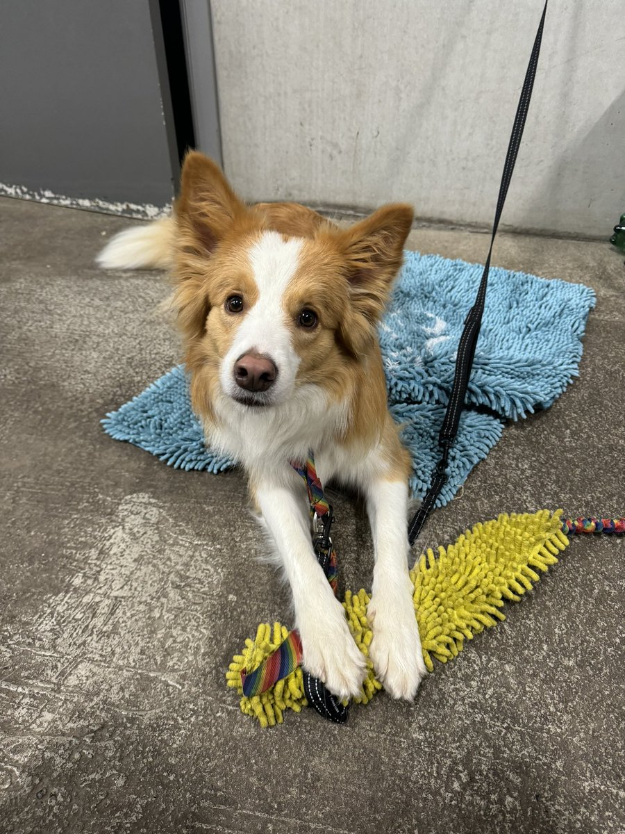 CelineMouchet's tweet photo. Agility Time … everything is better with Friends. Sorry but she is so perfect  #dog #bordercollie #agility #agilitydog #playwithmydog #Goodtimes #perfectdog #perfection #eered https://t.co/TCmdkVZuqs
