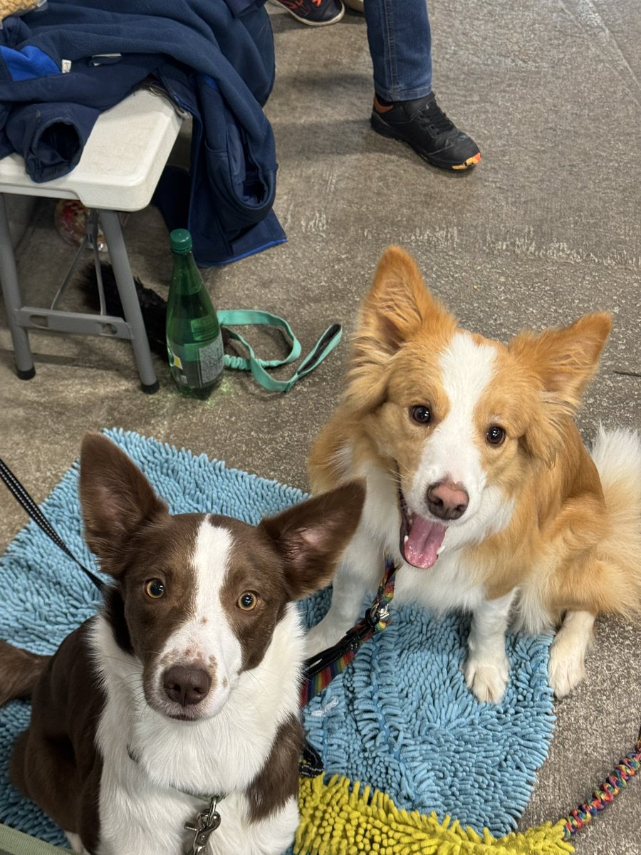 CelineMouchet's tweet photo. Agility Time … everything is better with Friends. Sorry but she is so perfect  #dog #bordercollie #agility #agilitydog #playwithmydog #Goodtimes #perfectdog #perfection #eered https://t.co/TCmdkVZuqs