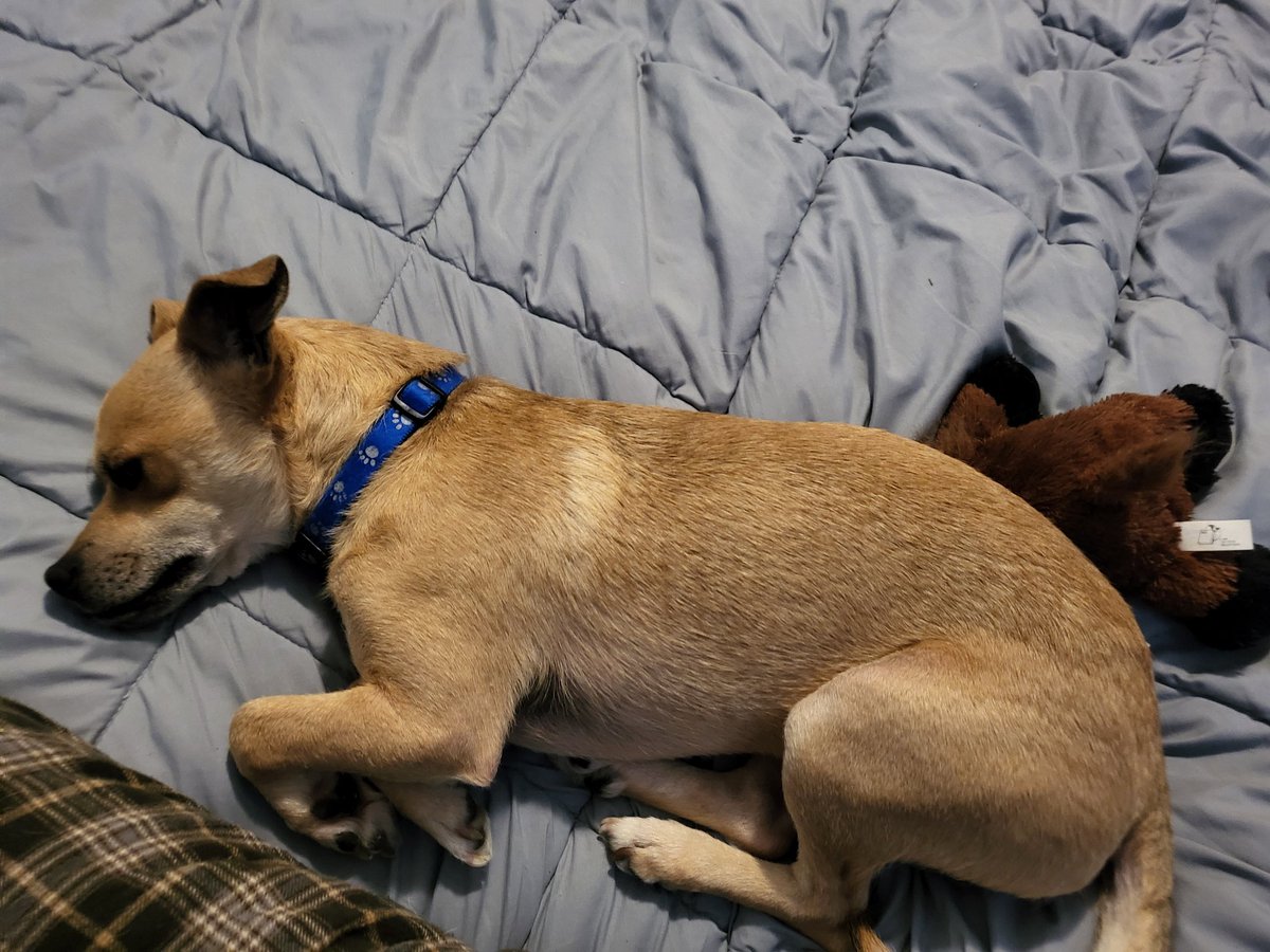 Andrew13731111's tweet photo. Look who's laying next to me all relaxed while I drink my coffee. He's even got his stuffed bison that i brought back from Nashville conference. https://t.co/JfBTagctJG