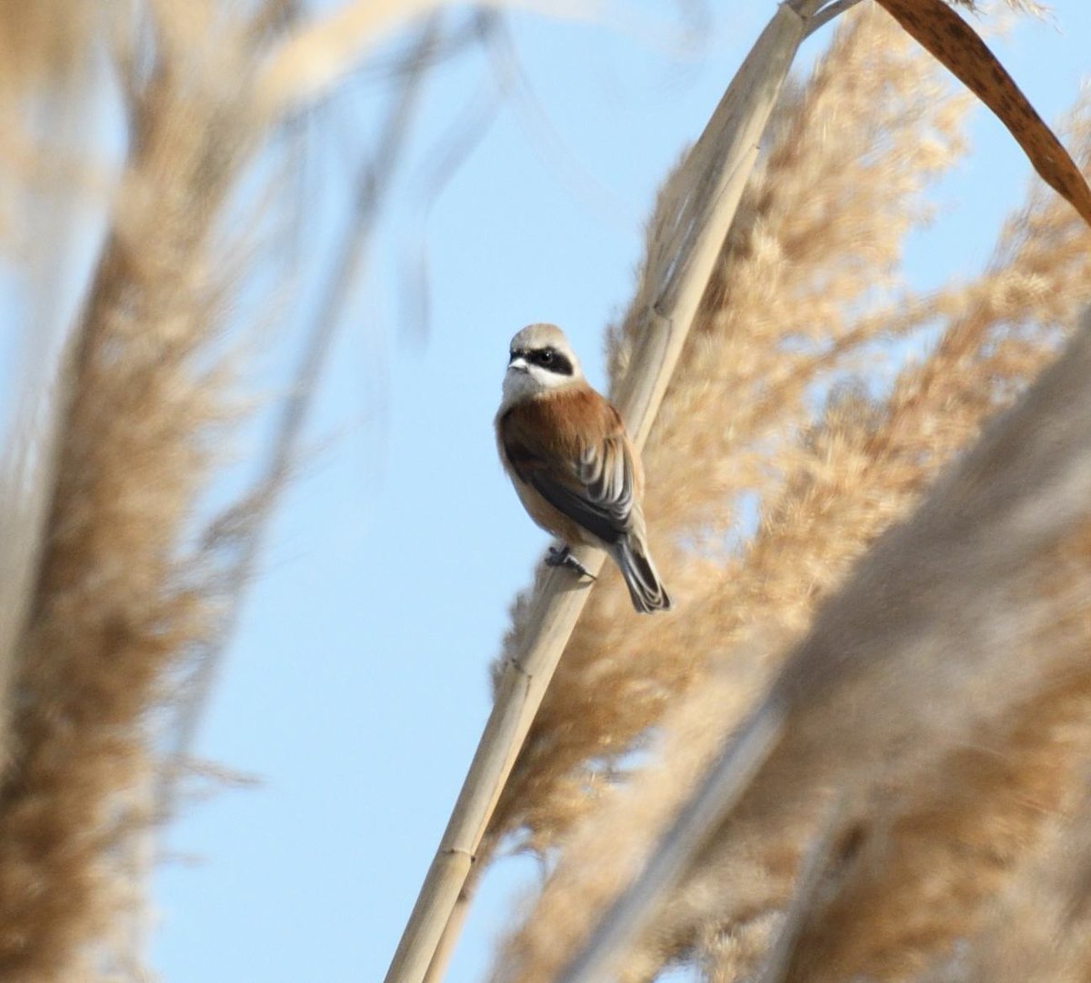 JoKingDevon's tweet photo. Some nice birds today but most were a bit distant #PendulineTit #BootedEagle #Osprey #CrestedLark #EbroDelta #Spain https://t.co/fakBSPVUb2