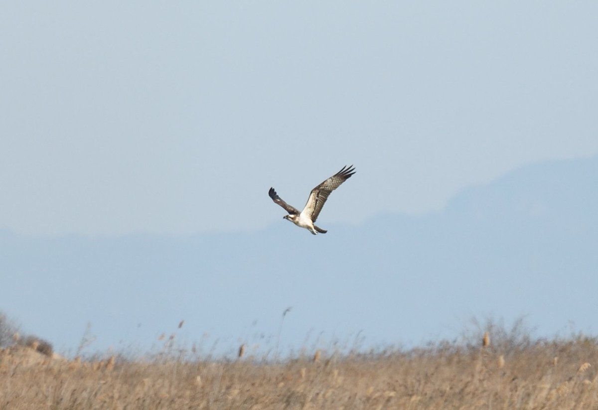 JoKingDevon's tweet photo. Some nice birds today but most were a bit distant #PendulineTit #BootedEagle #Osprey #CrestedLark #EbroDelta #Spain https://t.co/fakBSPVUb2