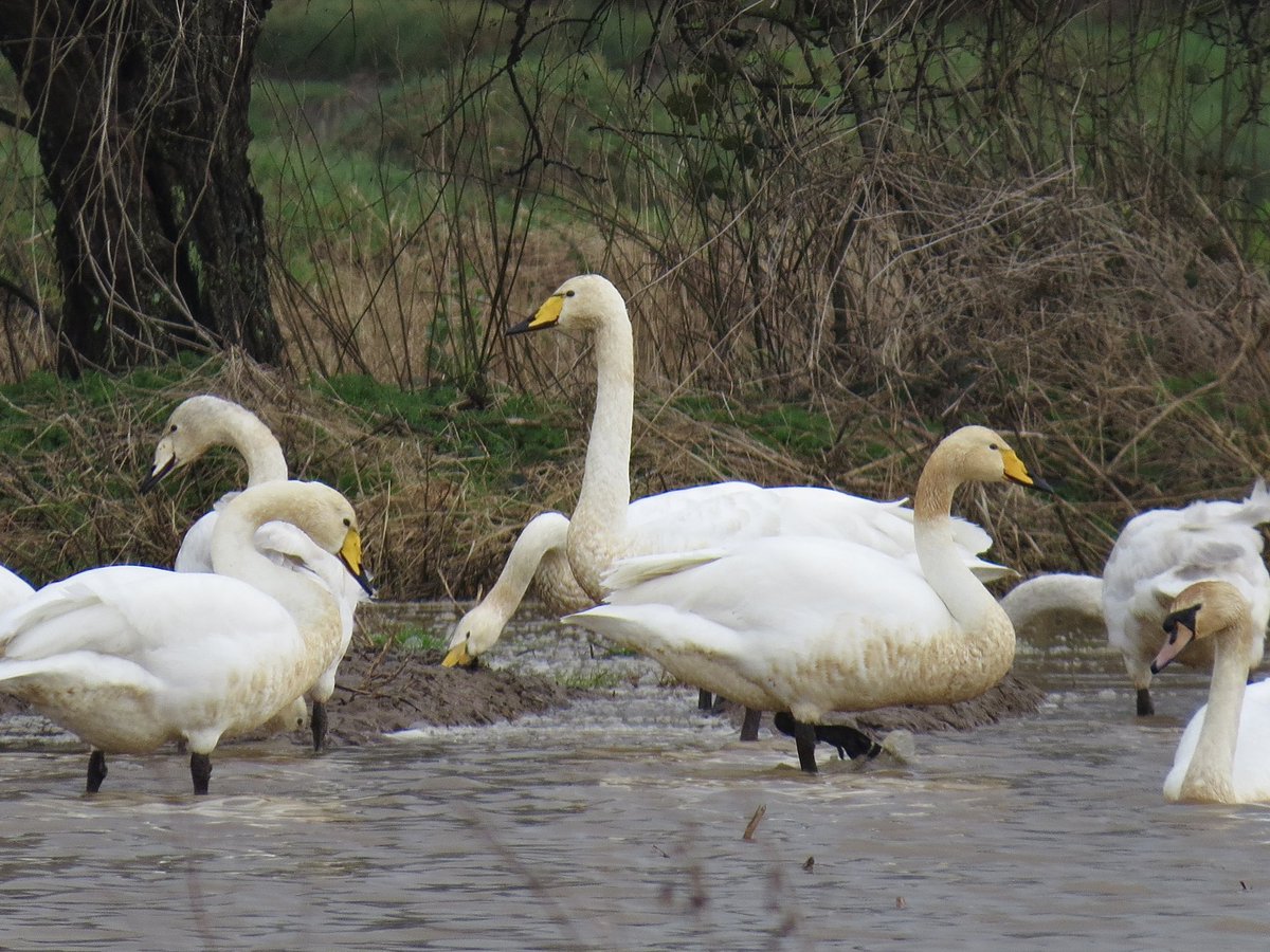 Birding still proves largely elusive but lovely to catch up with <a href="/robertsjsmith/">Rob Smith💙💛</a> in the broads today. 2 Smew, 16 Cattle Egret (including 10 on the tern raft on Barton Broad!!) and the roadside Whoopers at Sutton the highlights.