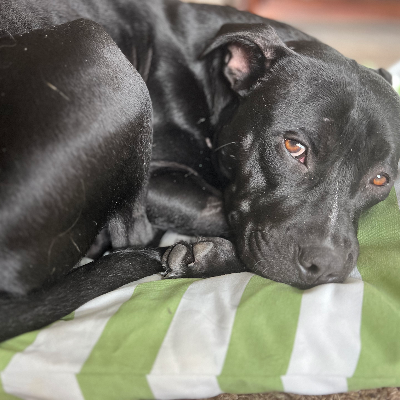 austinanimals's tweet photo. #HomeToHome Courtesy Post

Rosie is housetrained, great with her finder's kids, and super snuggly. Learn more and reach out here: https://t.co/ENS97fEmEO https://t.co/UZ06Sw5WWx