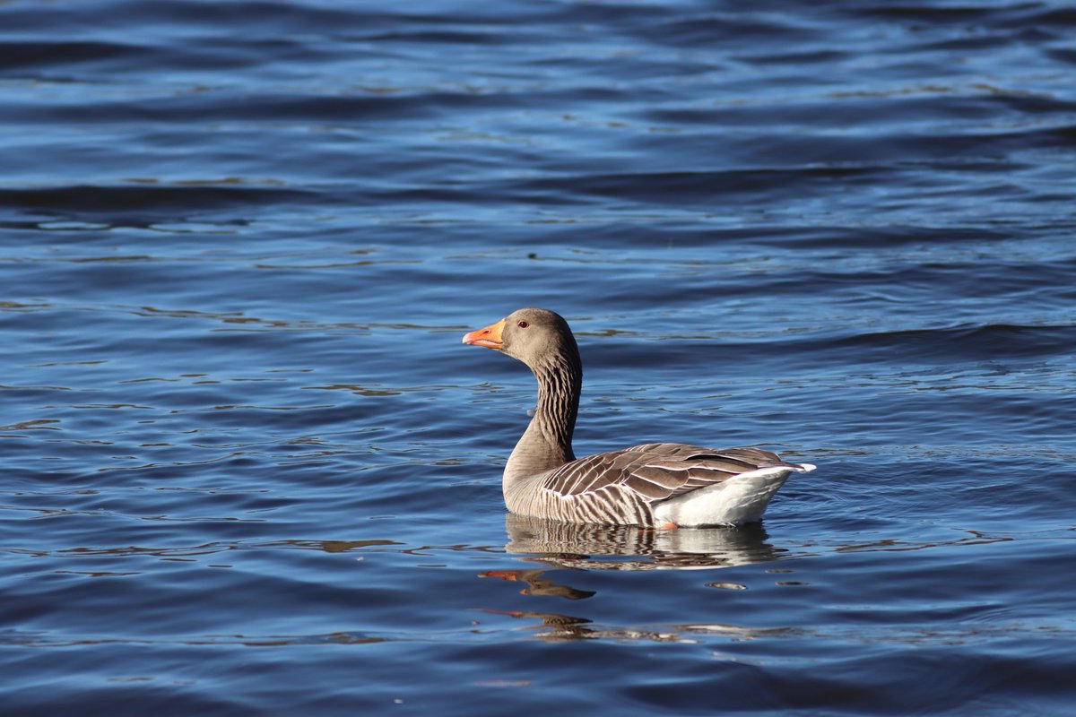 Tom_Darron's tweet image. Last from todays photos, greylag goose close up to the hide, 📸18.02.24