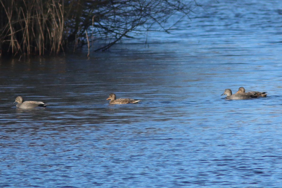 Tom_Darron's tweet image. My first gadwall, seen at gosforth nature reserve today!! 📸18.02.24