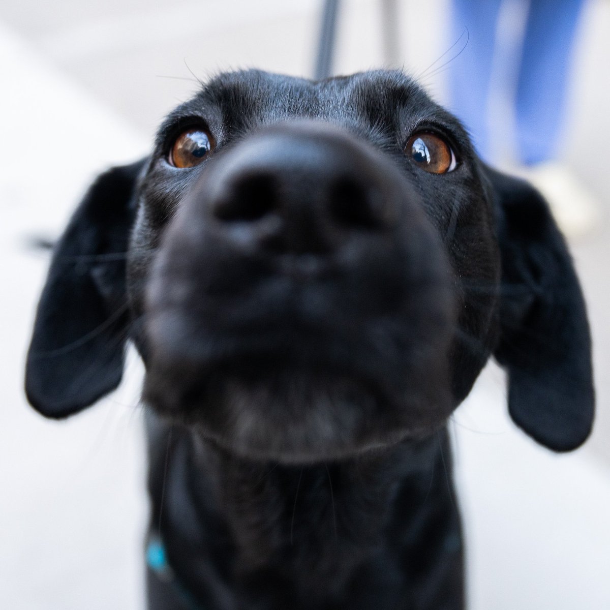thedogist's tweet photo. Miley, Labrador Retriever mix (1.5 y/o), 66th &amp; 2nd Ave., New York, NY • “I’m her babysitter for the day – I own a dog sitting business called Brittany’s Bitches. She doesn’t let me go to the bathroom alone, and she likes to go into the shower while I’m in there.” https://t.co/cMFitUWfgl