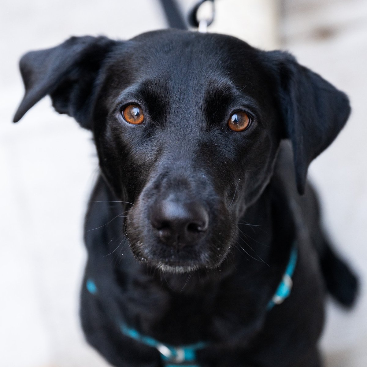 thedogist's tweet photo. Miley, Labrador Retriever mix (1.5 y/o), 66th &amp; 2nd Ave., New York, NY • “I’m her babysitter for the day – I own a dog sitting business called Brittany’s Bitches. She doesn’t let me go to the bathroom alone, and she likes to go into the shower while I’m in there.” https://t.co/cMFitUWfgl