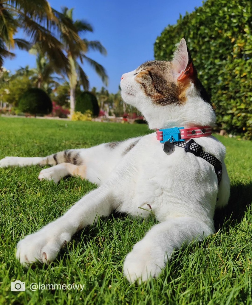 Kittyrama tweet media