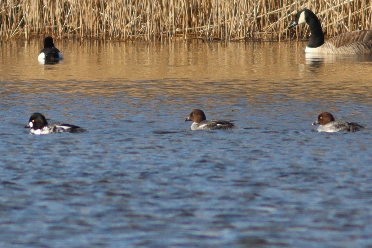 Tom_Darron's tweet image. Great spotting my first goldeneye today at gosforth! 1 male (left) and 2 females (middle and right), lovely sights couldnt believe it at first 📸18.02.24