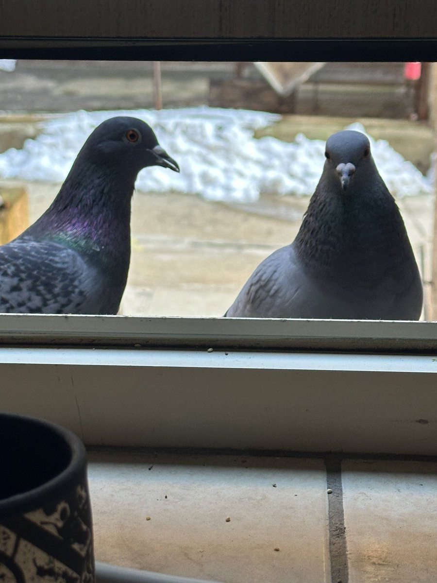 kitschypidge's tweet photo. My new regulars are impossible to photograph but great company https://t.co/10bgec4LpQ