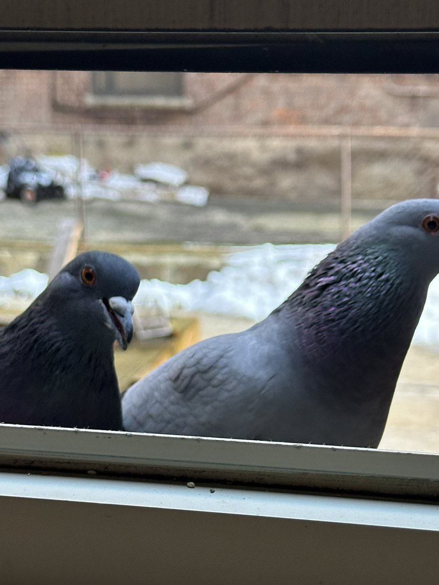 kitschypidge's tweet photo. My new regulars are impossible to photograph but great company https://t.co/10bgec4LpQ