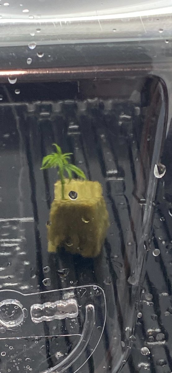 Hidden Harvest Cannabis Nursery tweet media