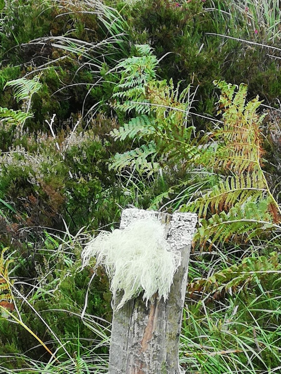 @GweebarraG Ferns, Grasses, Mosses & Heathers... #Natura2000
#PeatlandsMatter #Peat #CleanAir #Donegal #Ireland