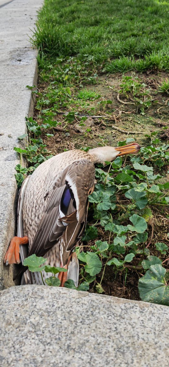 Rosa M. Tristán tweet media