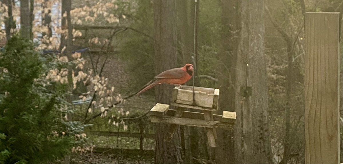 FoxPaw_Prod's tweet photo. It carries a message…that CARDINAL is available for rental and purchase on @PrimeVideo https://t.co/gWS6zR4oTI