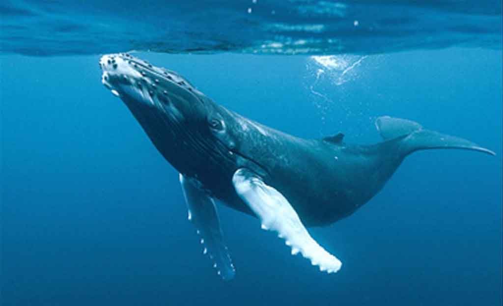 🐳 #18Feb Cada tercer domingo de febrero se celebra el Día Mundial de las Ballenas, para concienciar a la población acerca del valor ecológico de estas especies para el planeta #SomosBiodiversidad