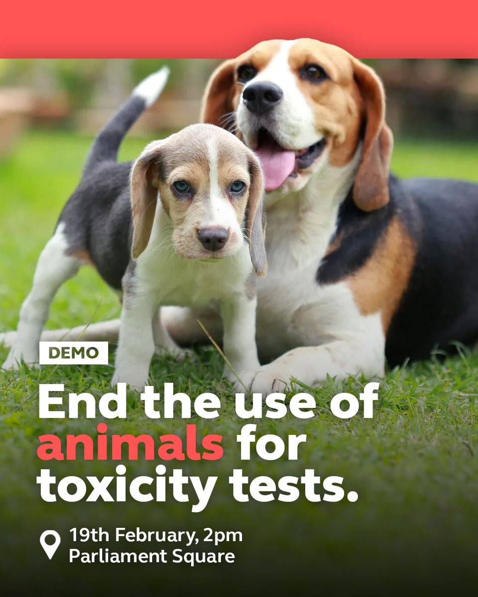 Camp Beagle have been steadfastly protesting outside the beagle breeding factory MBR Acres since 2021 .

On Monday @ 2pm they are in London for the Parliament debate on this issue – please join them if you can ! 

#FreeTheBeagles
