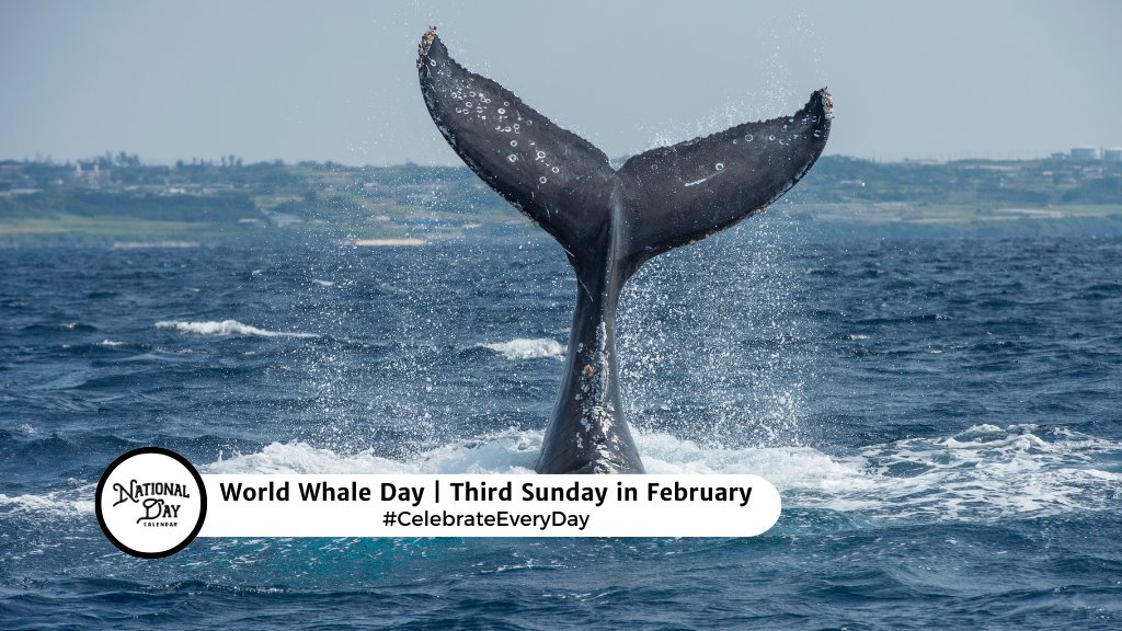 The third Sunday in February is World Whale Day!
nationaldaycalendar.com/international/…
#CelebrateEveryDay #WorldWhaleDay #WhaleDay #Whale
