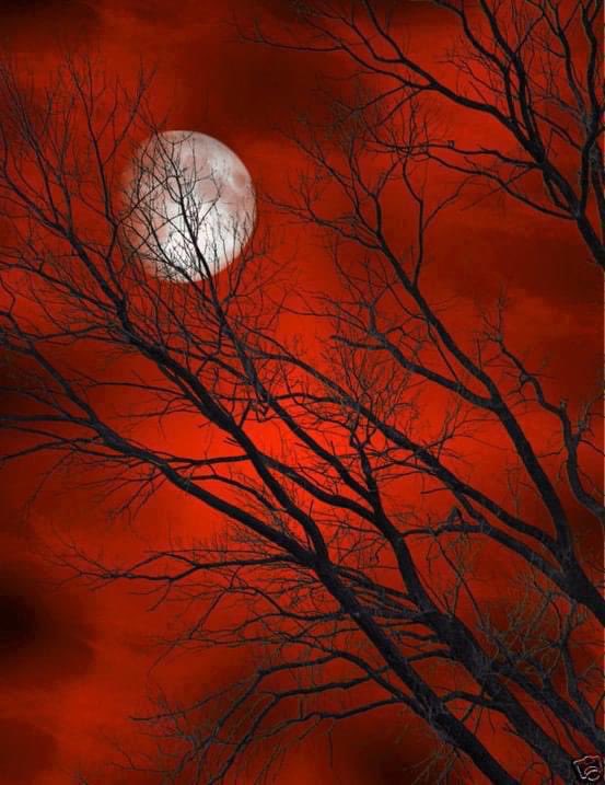 Ferhat Topal (@erdemlinsan) on Twitter photo 