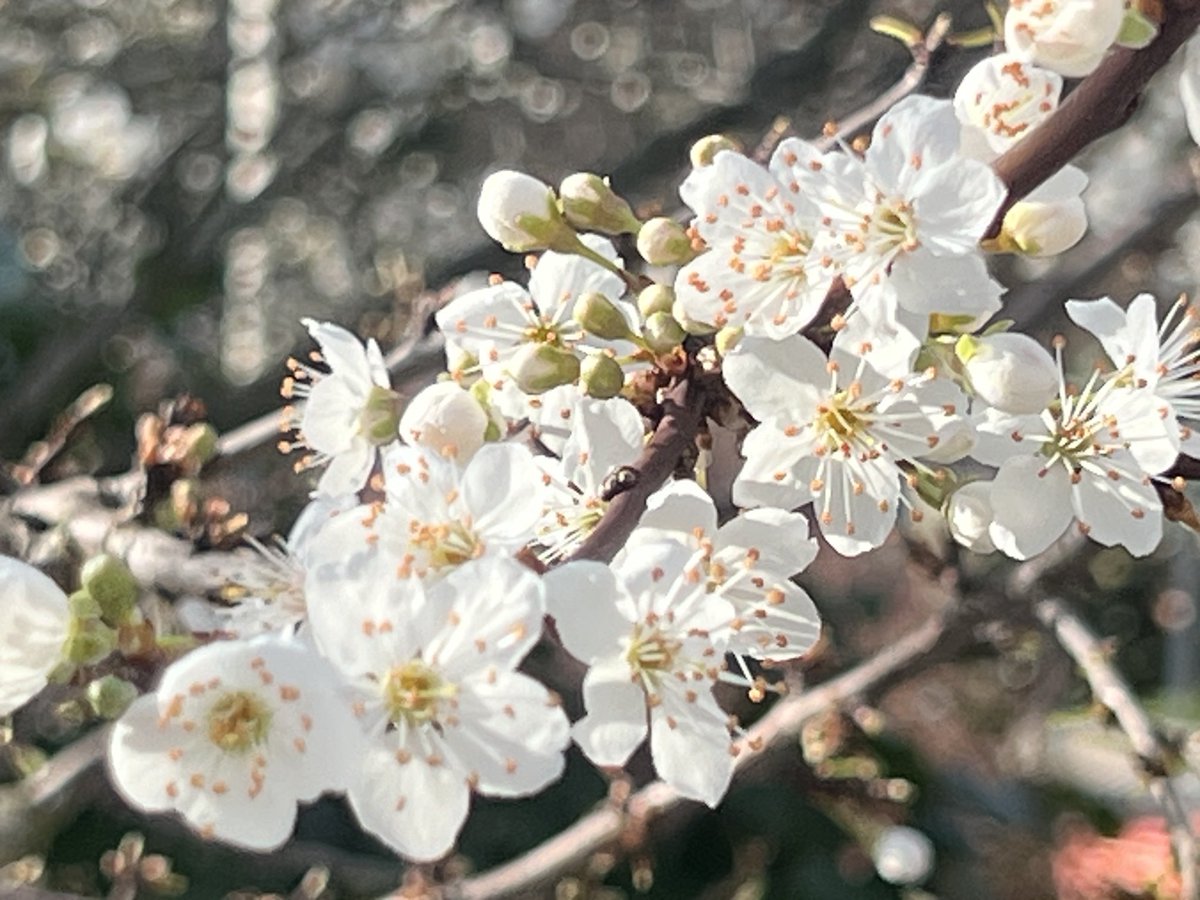 brightonsnapper's tweet image. #horsham #springisonitsway