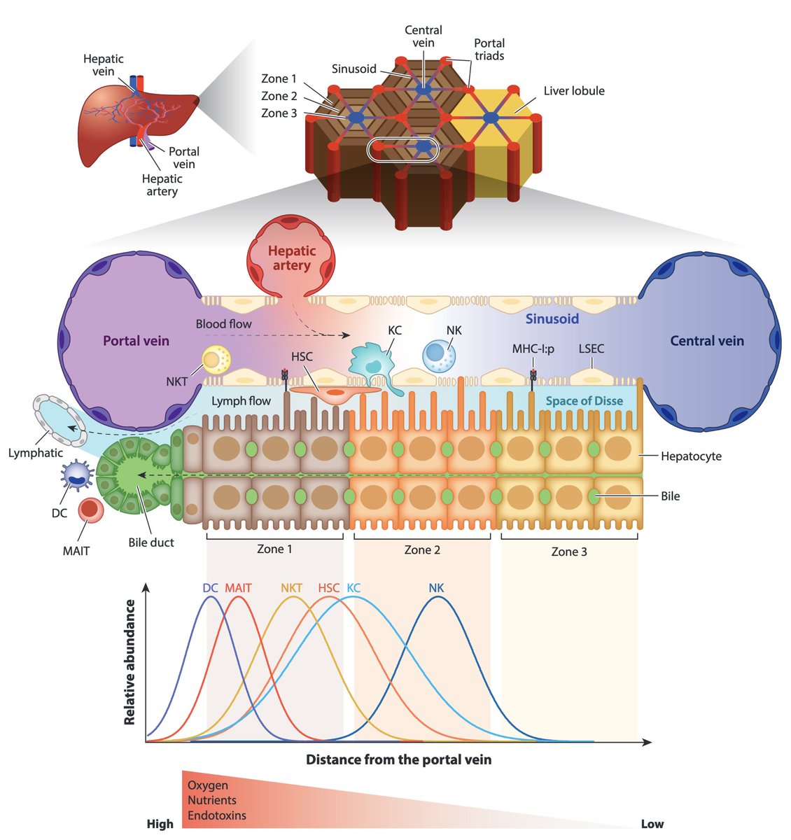 iannaconelab's tweet image. Interested in how the liver’s unique characteristics shape priming and maintenance of adaptive immunity? Check out our latest review now online in Annual Review of Immunology annualreviews.org/doi/abs/10.114…. Spearheaded by Keigo Kawashima, @frarro1 and @CristianBecc.