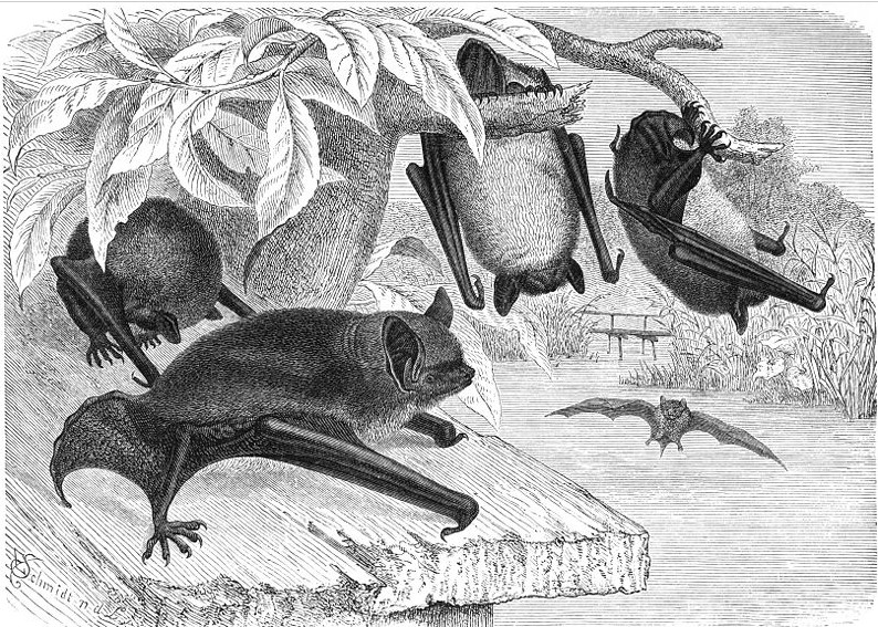 msabine900's tweet photo. @albertabats @bats_ukraine #BatsInArt
Zoological atlases of the 18th and 19th centuries are full of stunning #bat illustrations; scientists were often accomplished graphic artists.
Eduard Oscar Schmidt (1823 - 1886), "Daubenton's Bat"
Be all ears! https://t.co/s9LiUG84QX