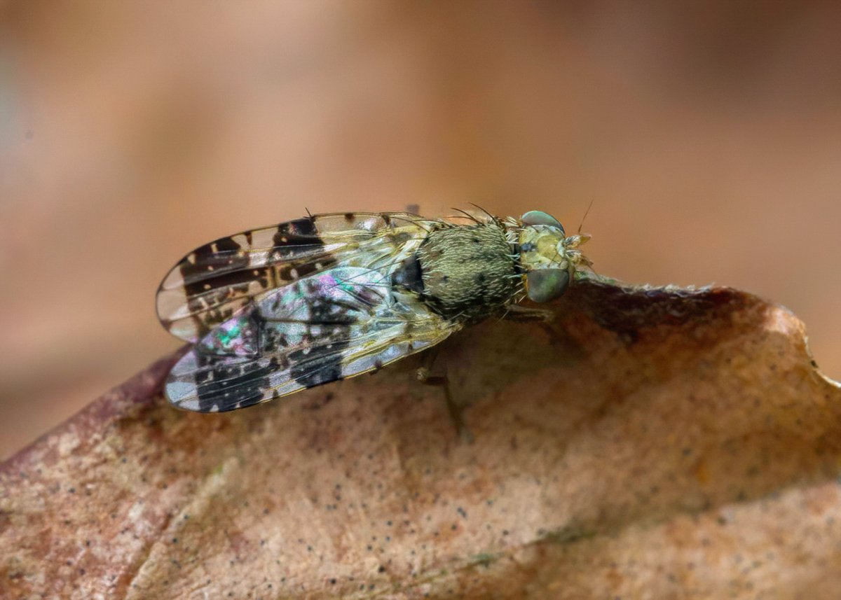 Ed_P_Wildlife's tweet photo. Interesting little Tephritid fly in the garden just now. Apparently, they're very difficult to differentiate. I find that true for most things though. Thank you to #iNaturalist for telling me it was a Tephritid fly! #NeedAllTheHelpICanGet https://t.co/Y9OIx9xCYD