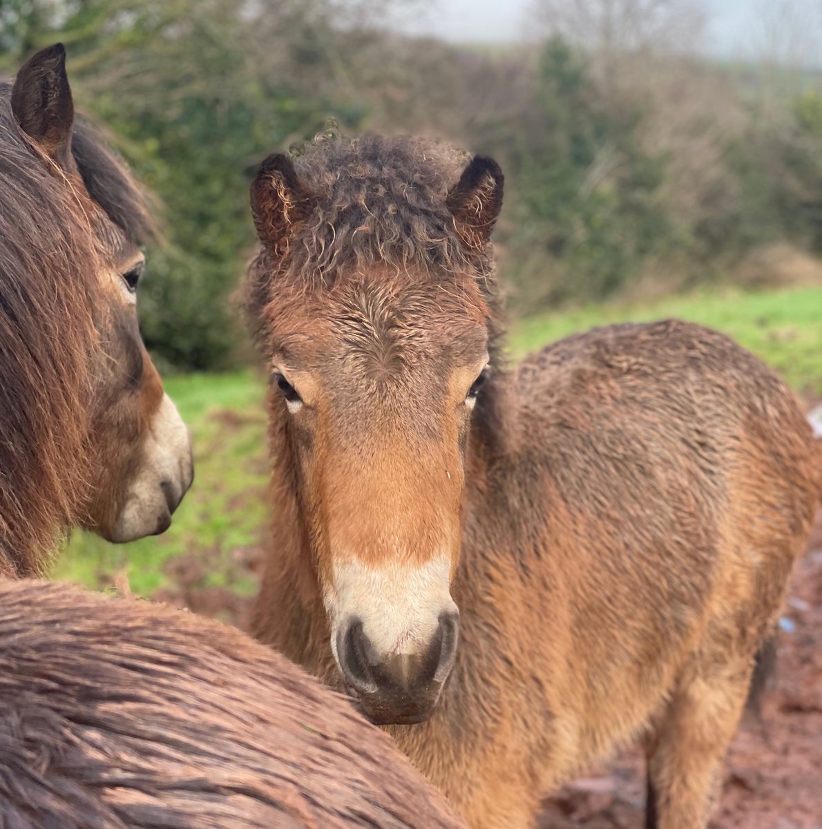 'Staying close by her side, she protects me from harm.' (Quote from Rowan The Exmoor Pony)
Annie keeps a close watch over her filly Spirit this morning 💖💚
#ExmoorPonies #exmoorpony #rarebreed #exmoor