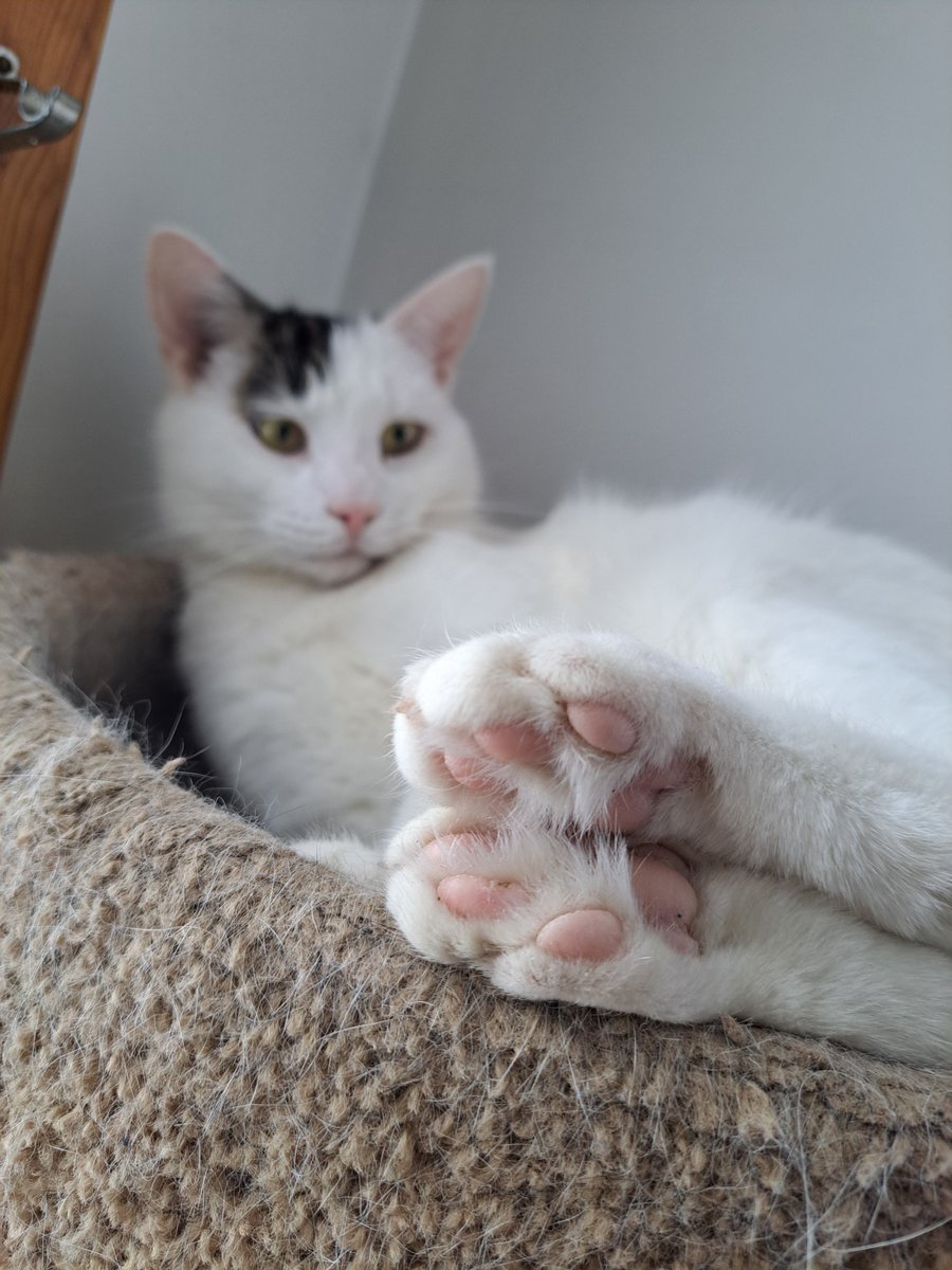 TheCatMalice's tweet photo. It's a #toebean stretch kinda day! #beans #ZSHQ I will distract zombs with the cute toe beanz teqneek! @ZombieSquadHQ #KALOC #mayhem #CatsOnTwitter #CatsOfX https://t.co/MA0wwyZ5kG
