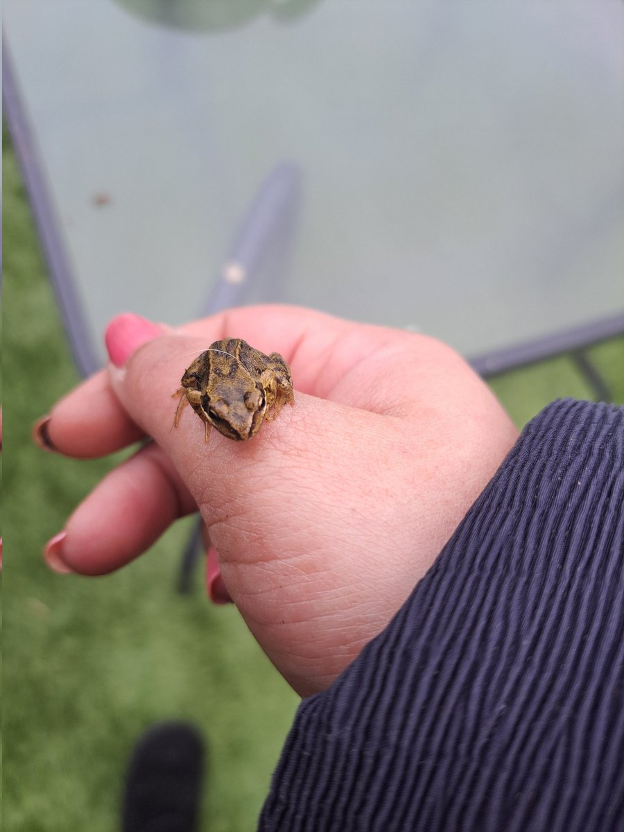minaciousminx40's tweet image. Wildlife Pond is doing well home to 3 🐸 🐸 🐸 #wildlifepond #frogs #minipond