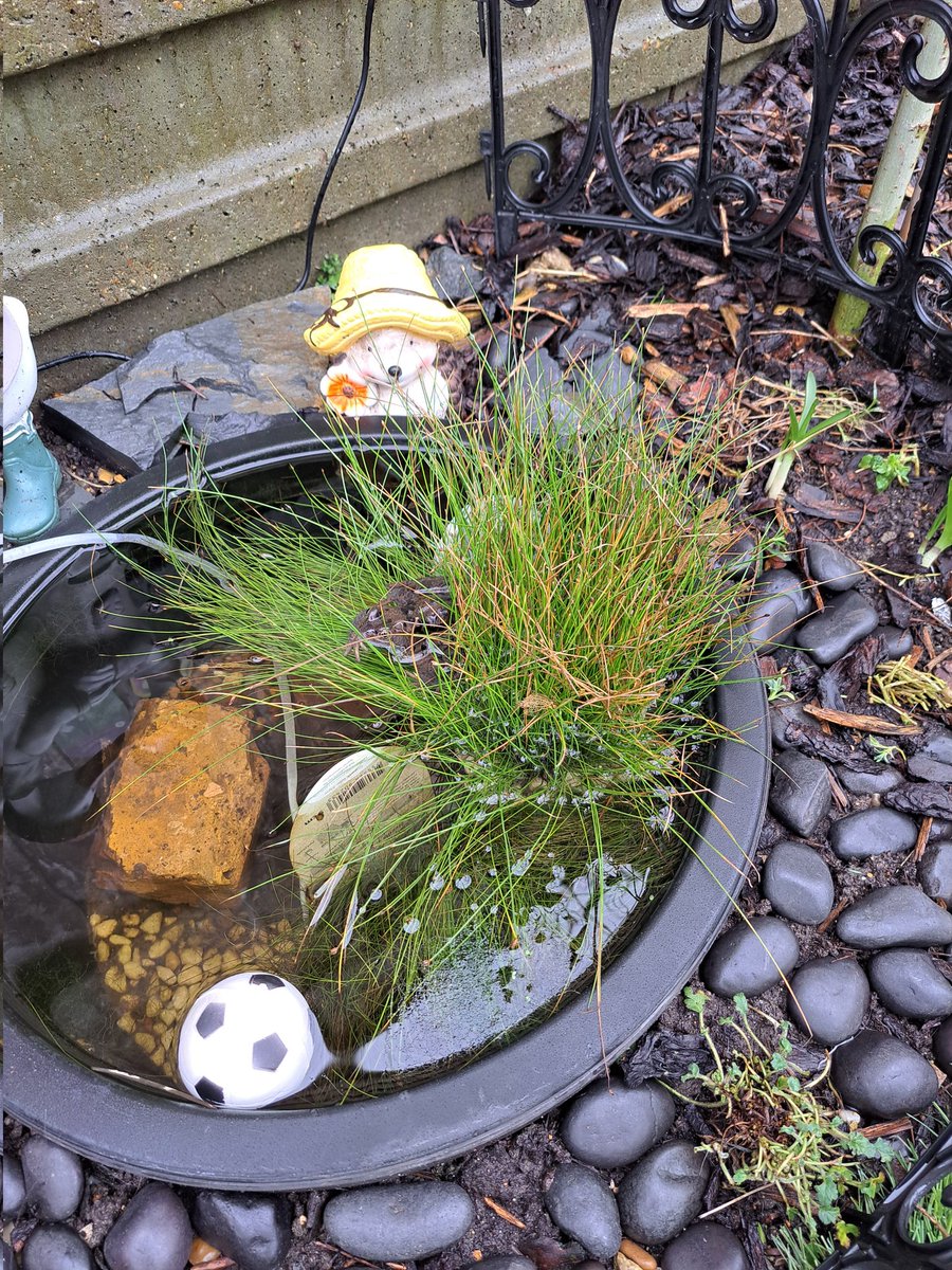 minaciousminx40's tweet image. Wildlife Pond is doing well home to 3 🐸 🐸 🐸 #wildlifepond #frogs #minipond