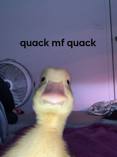 RealDogelana's tweet photo. @100xAltcoinGems QUACK! 
Hopped in to $DUCK today and the duck is quackin' let me tell ya! https://t.co/dKsdzEVJPX