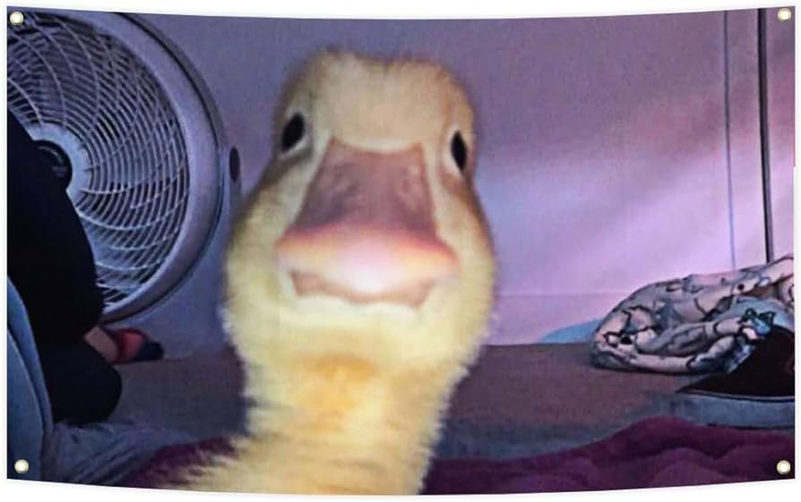 RealDogelana's tweet photo. why is today duck day @elonmusk everywhere we look its duck this duck that 

lol what the duck https://t.co/iDBXaHPTeU