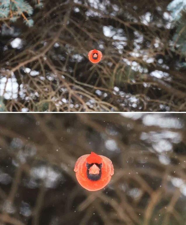 Rainmaker1973's tweet photo. That time photographer Scott Taylor caught an 'angry bird' in real life. 

His camera captured a moment in which a cardinal’s wings were tucked tightly into its body, making the bird look like a fluffy red ball floating in midair. https://t.co/kIekruwsk5