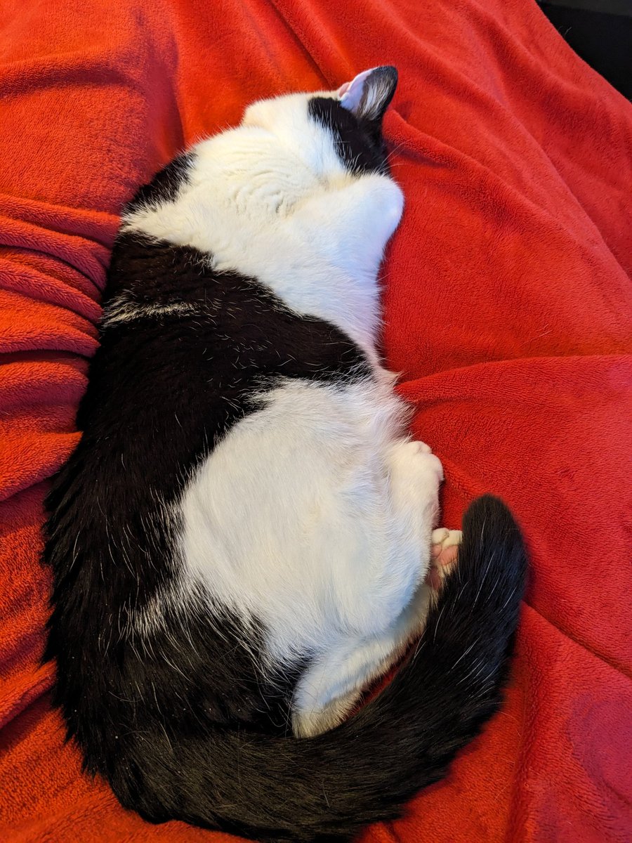 I don't think there's any better feeling that having a cat chose you to sleep on 🥹🥹