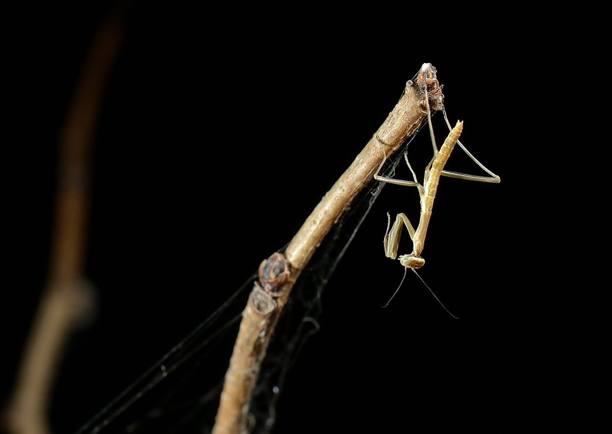 sabikikori5's tweet photo. #オオカマキリ 孵化してたらしい。
#Tenodera aridifolia #Mantidae #Mantodea https://t.co/yR3cBbPMtk