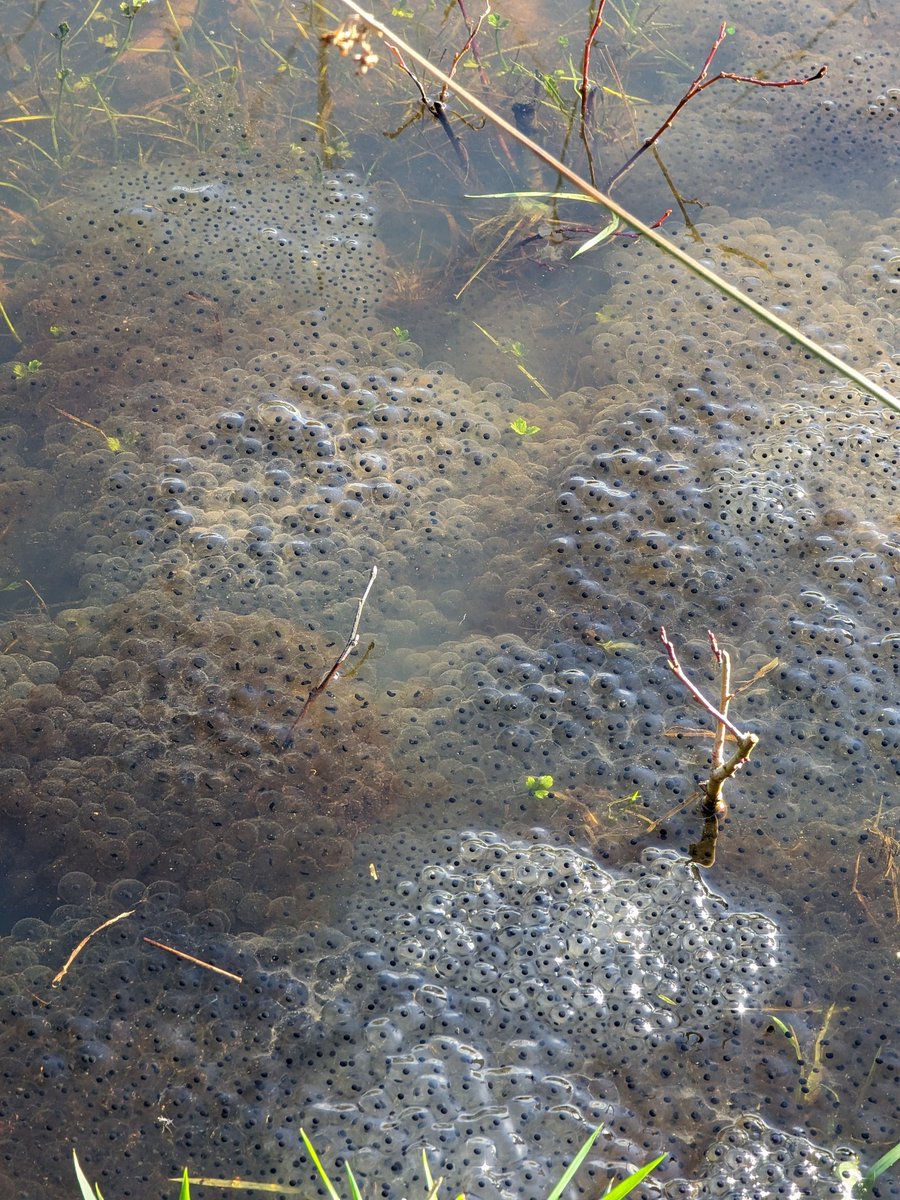 Spring arrived at Dothill