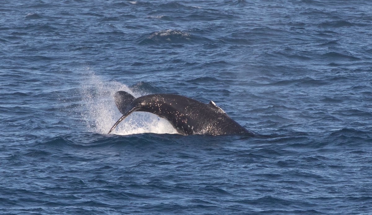 Happy World Whale Day! 🐋🐳🐋🐳

ORCA need your help to protect whales and dolphins - visit orca.org.uk/donate to support our work today!

📸 Rebecca Walker