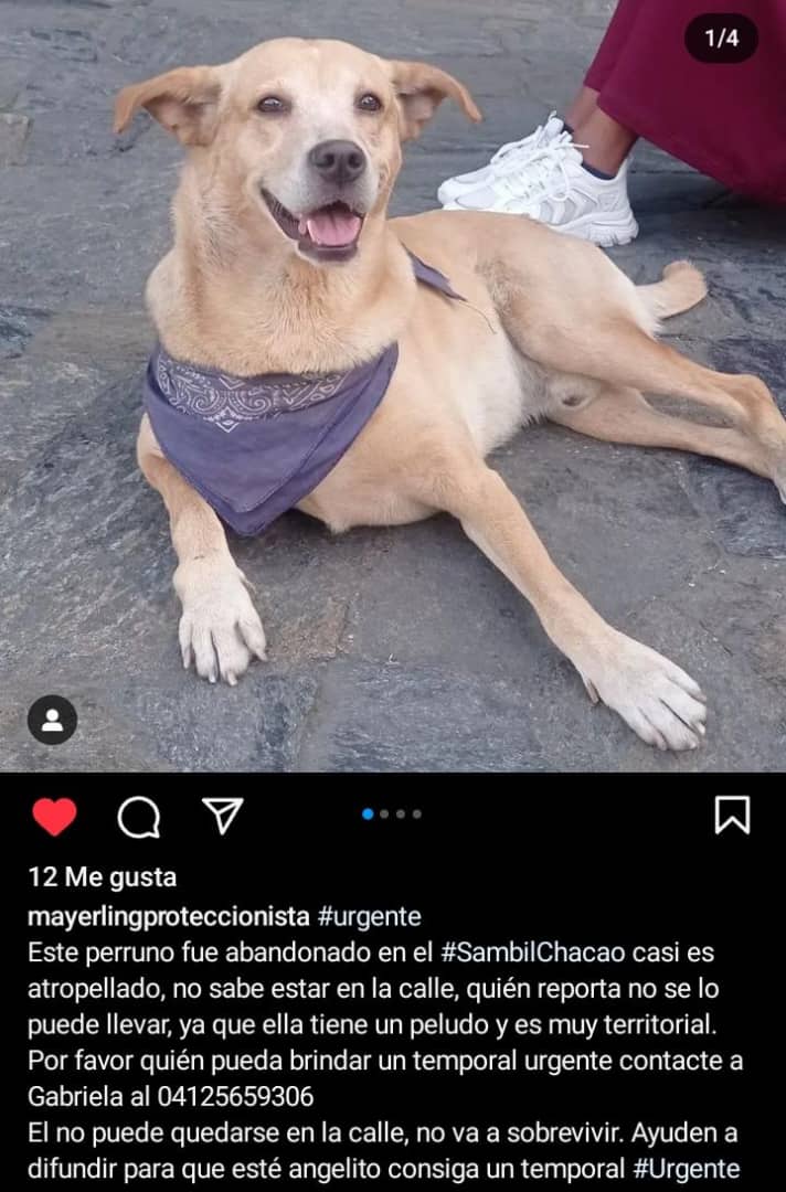 PerroUsuario's tweet photo. URGE hogar temporal para este pequeño, Caracas RP @CedilloThelma: Difundo!!! Abandonado en el Sambil Chacao. Busca resguardo 🐶 difunde https://t.co/r9e7EAtn84