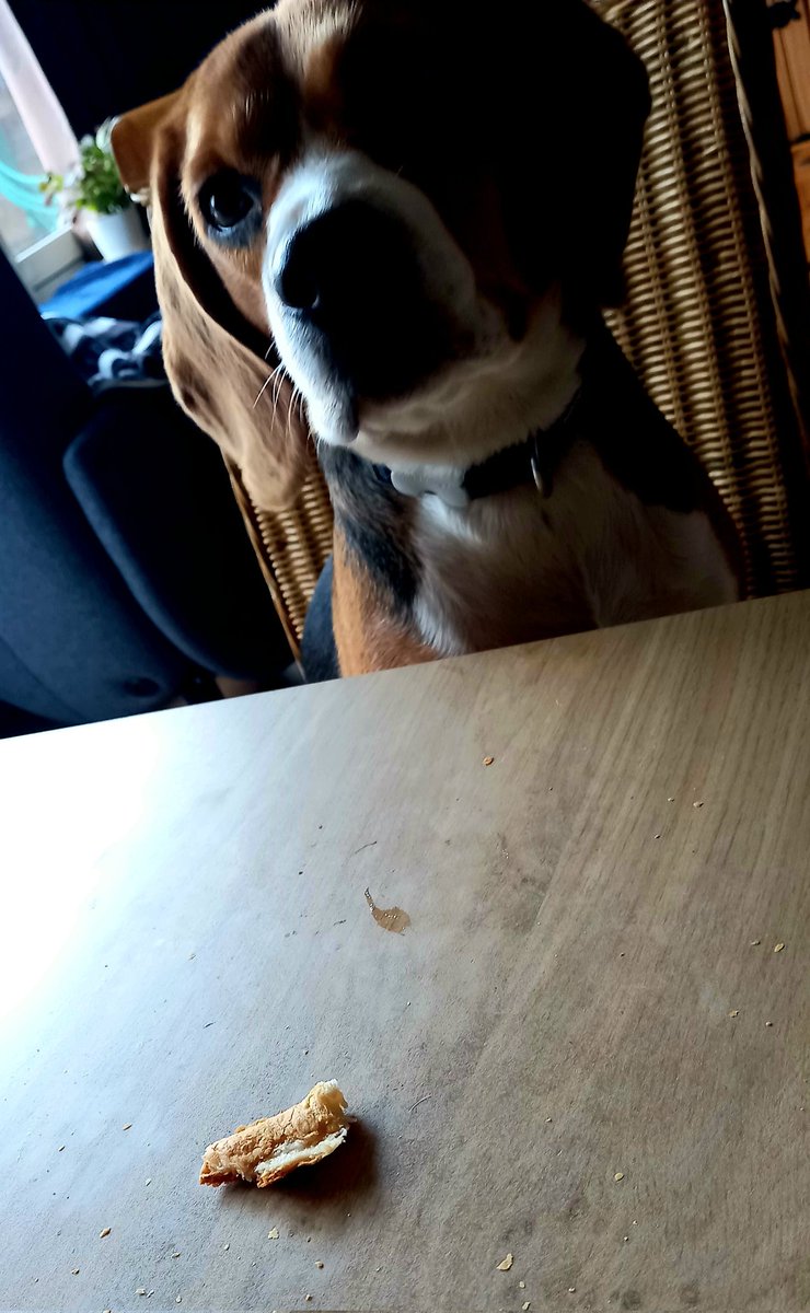 PietjePool1's tweet photo. Gast aan tafel!
Dribbel.🐾
#Zondagmorgen #Brunch
#Beaglelife
#BeagleLove
#Beagleworld. https://t.co/hfU4rKTNgI