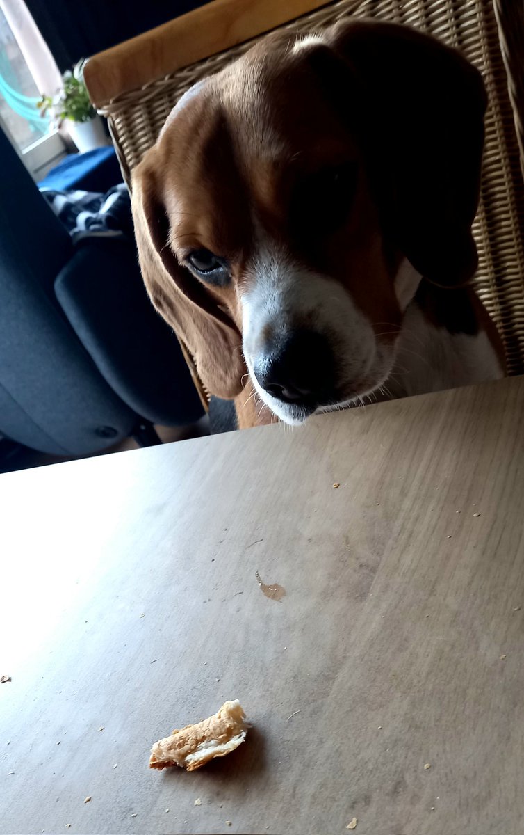 PietjePool1's tweet photo. Gast aan tafel!
Dribbel.🐾
#Zondagmorgen #Brunch
#Beaglelife
#BeagleLove
#Beagleworld. https://t.co/hfU4rKTNgI