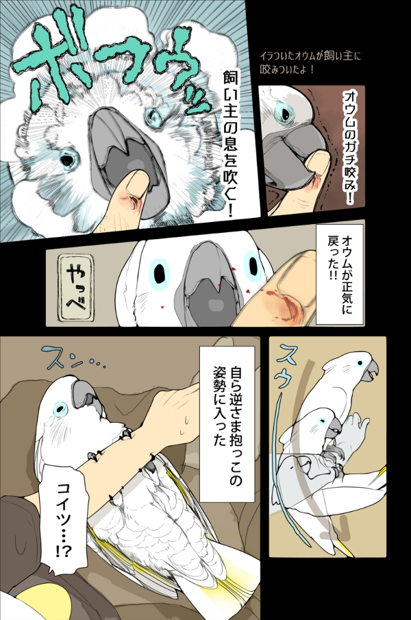 オウムに咬まれた話(1/2)
オウムにも罪悪感があるのかも…? 