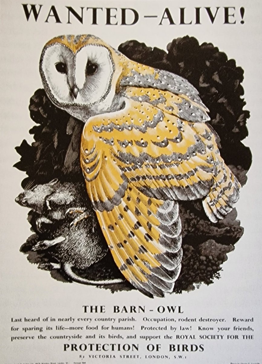 #BookCavalcade #OwlishMonday Charles Tunnicliffe's poster from the 1950s put over a vital message in a period of owl decline, but was almost over-clever. Some individuals took it too seriously and turned up at police stations bearing live birds!