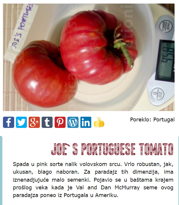 da nastavimo sa #StareSorte iz #StaraBašta, na slovo, na slovo J - Joes Portuguese Tomato, za ljubitelje mesnatih, krupnih jabučara.
Ostatak ponude na garden.manus.rs
RT/SHARE pls :)