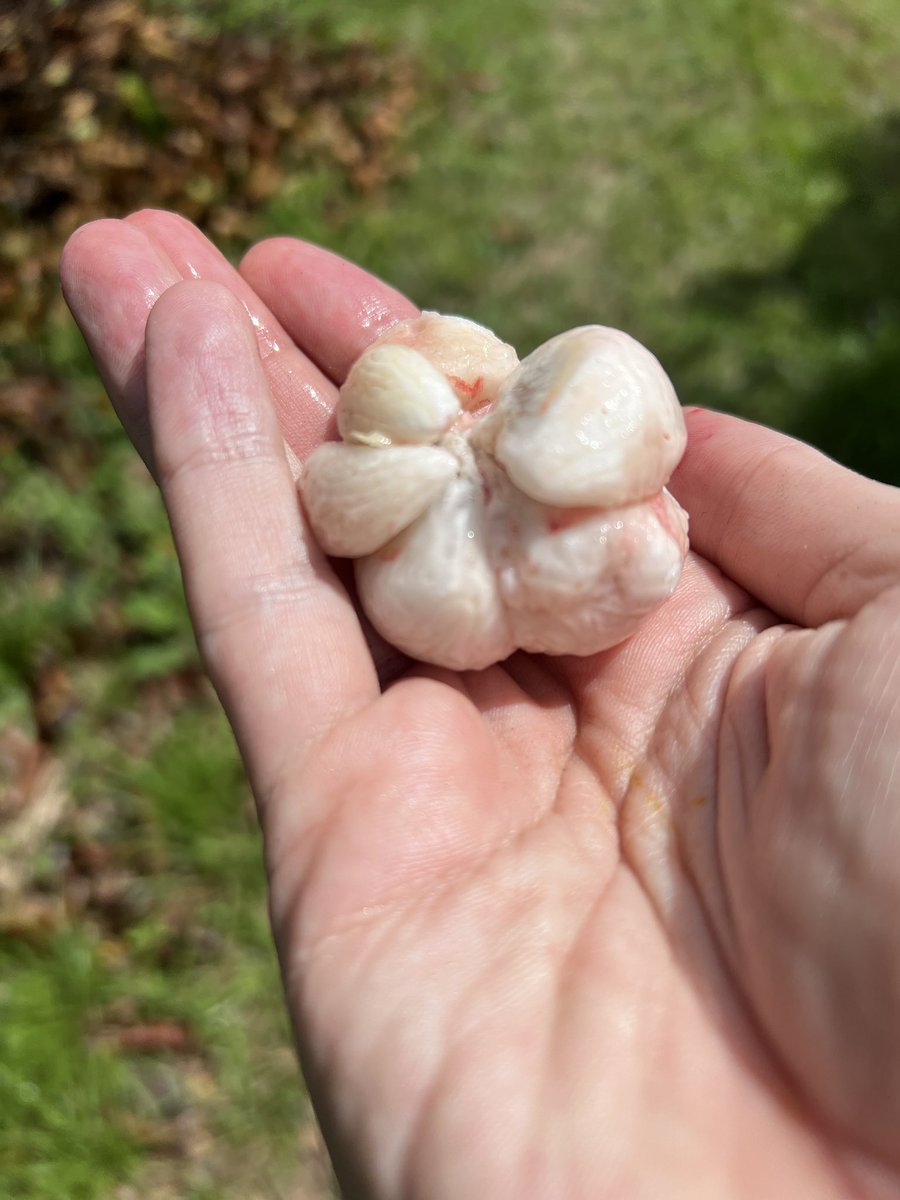 budrington tweet media