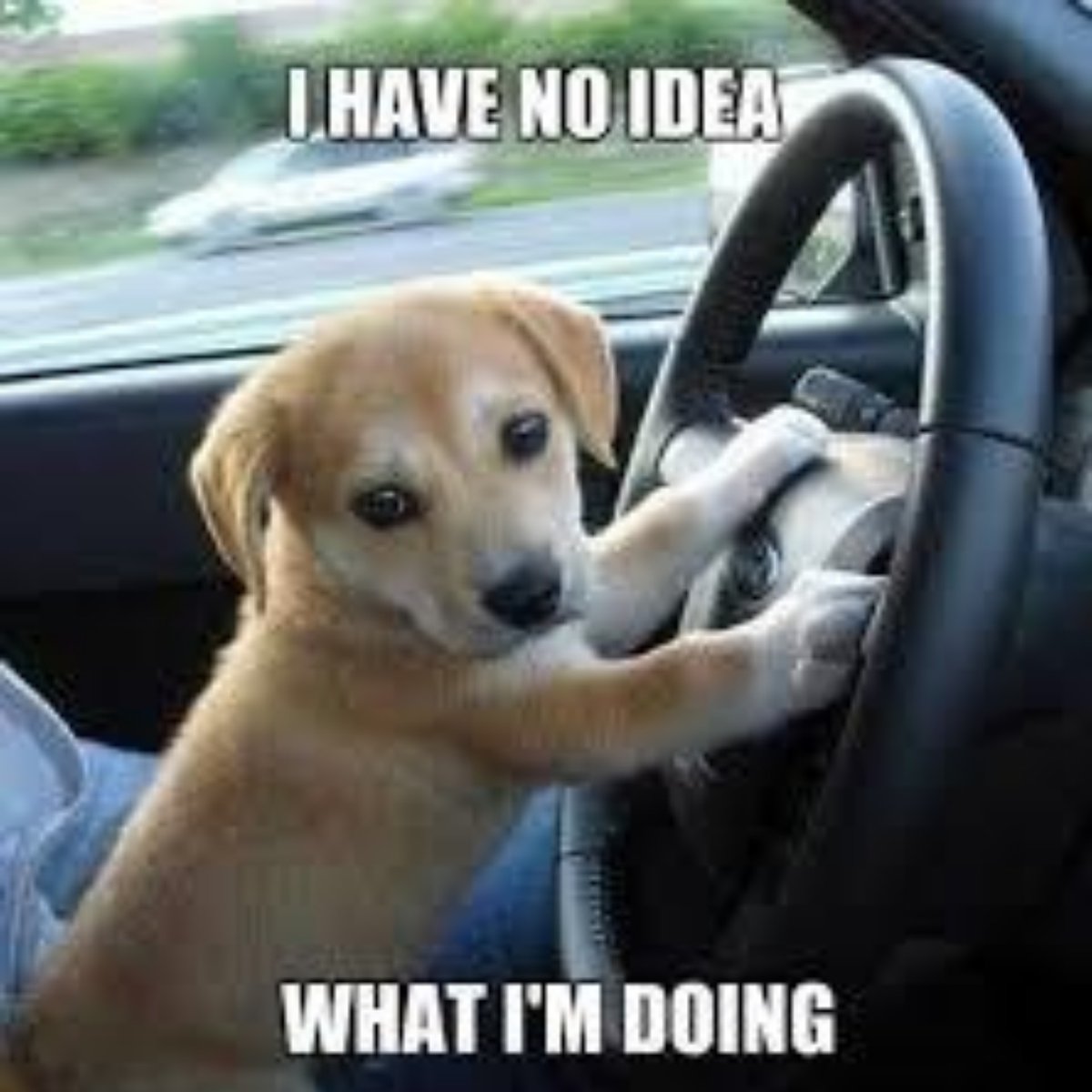 DriveRiteNY's tweet photo. Looks like he's having a ruff time, at Drive Rite we educate drivers with the knowledge to be confident, aware, and defensive 😊🚗

#drivingschool #drivinglessons #DrivingSchoolNY #LearnToDriveNY https://t.co/8CXDQIbDns