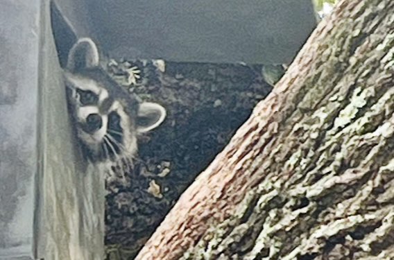 FranklyHart's tweet photo. I found this #raccoon baby taking shelter in the bottom of my bar b q grill. 🦝 😅

An adventure a day helps keep the winter blues at bay.😊

Good morning! Happy #SundayAntics ✌️ https://t.co/aKFku3Fr65